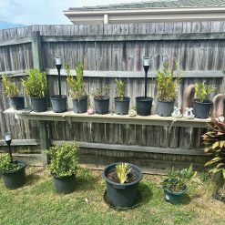 Solar lights in vegetable patch
