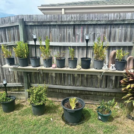 Solar lights in vegetable patch